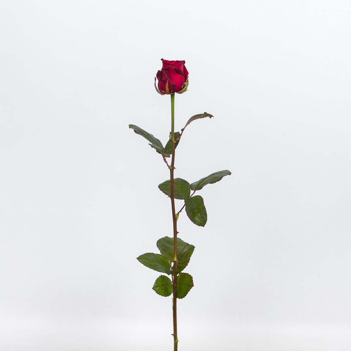 10x Rosa red naomi! 60cm