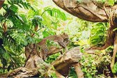 Canvas schilderij Slapend luipaard