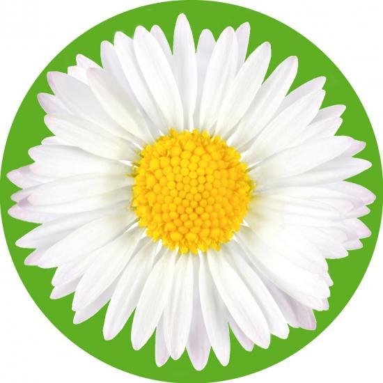 Ромашка логотип картинка