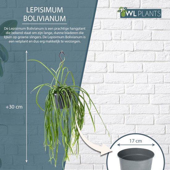 WL Plants - Lepismium Bolivianum - Hangplant - Hangplanten Voor Binnen -  Kamerplanten... | bol.com