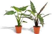 Hello Plants Alocasia Cucullata & Alocasia Lauterbachiana - Ø 19 cm - Hoogte: 60 & 75 cm