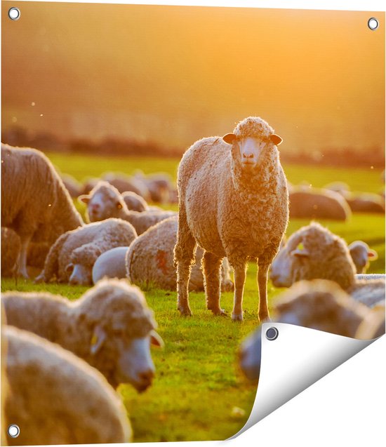 Gards Tuinposter Kudde Schapen bij Zonsondergang - 60x60 cm - Tuindoek - Tuindecoratie - Wanddecoratie buiten - Tuinschilderij