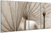 GroepArt - Glasschilderij - Bloem - Sepia - 160x80cm 4Luik - Foto Op Glas - Geen Acrylglas Schilderij - 6000+ Glasschilderijen Collectie - Wanddecoratie