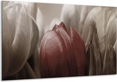 Glasschilderij Tulp - Bruin, Grijs, Wit - 120x70cm 1Luik - Foto Op Glas - Geen Acrylglas Schilderij - GroepArt 6000+ Glasschilderijen Art Collectie - Wanddecoratie - Woonkamer - Slaapkamer