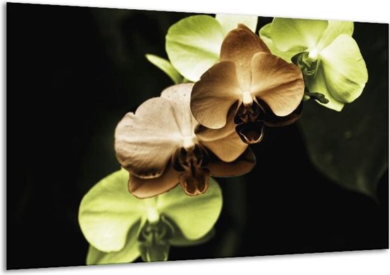 Glasschilderij Orchidee | Groen, Bruin, Zwart | | Foto print op Glas |  F002723