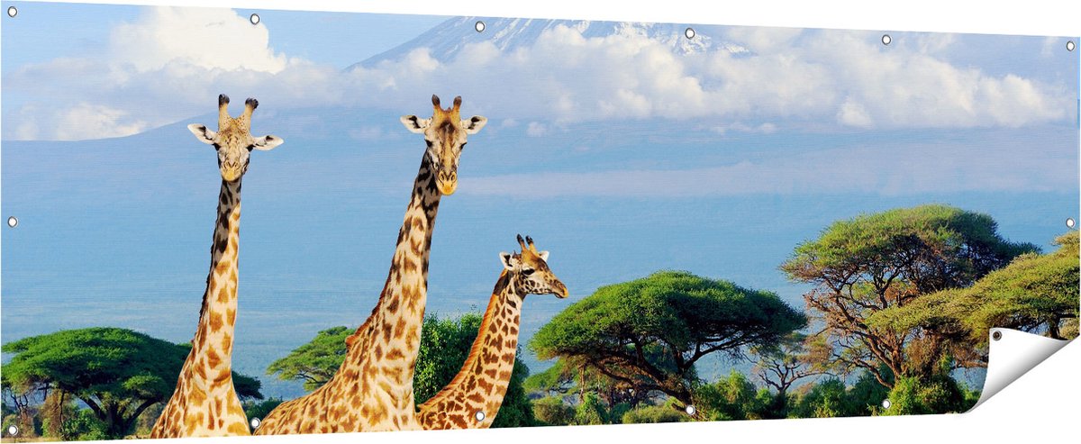 Gards Tuinposter Drie Giraffes in de Savanne - 210x70 cm - Tuindoek - Tuindecoratie - Wanddecoratie buiten - Tuinschilderij Multikleur