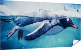 Gards Tuinposter Pingu�n Zwemt in het Water - 200x100 cm - Tuindoek - Tuindecoratie - Wanddecoratie buiten - Tuinschilderij