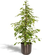 Ficus benjamina Goldenking - ↨95cm - Ø21cm + Pot Mayk Lead