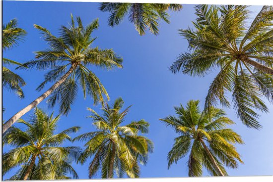 Dibond - Onderaanzicht van Groepje Grote Palmbomen onder Heldere blauwe Lucht - 90x60 cm Foto op Aluminium (Met Ophangsysteem)