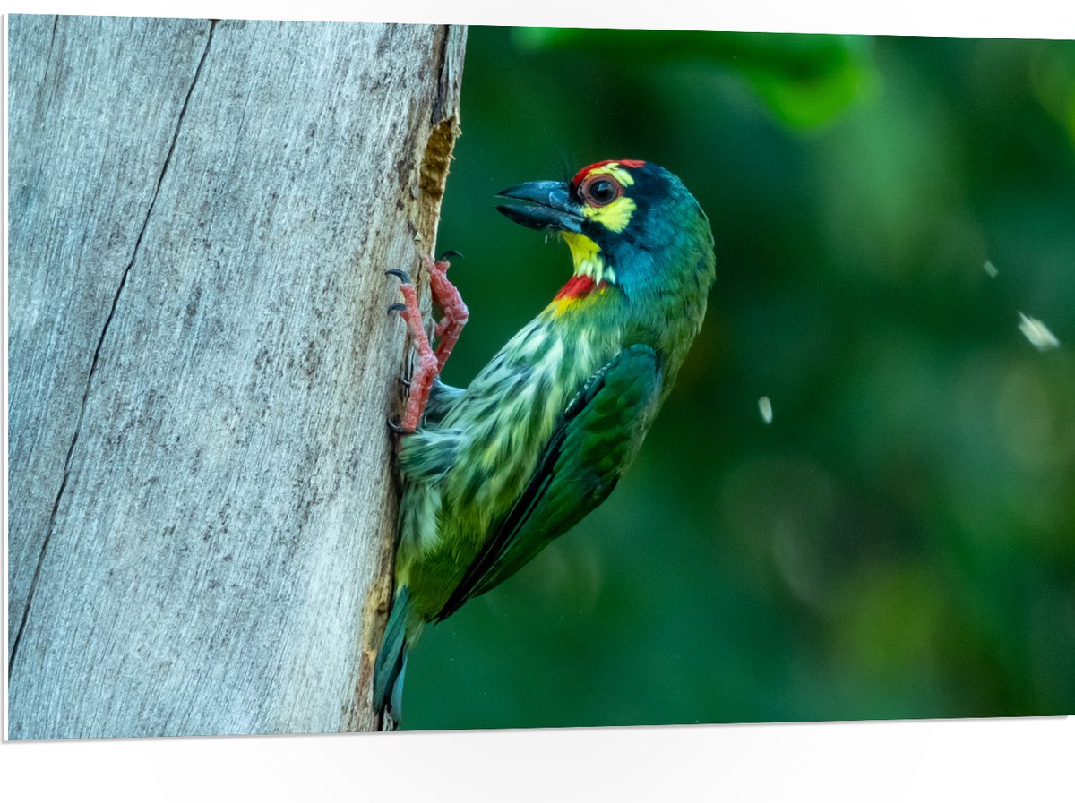 PVC Schuimplaat- Groene Kopersmid Vogel tegen Boomstam in de Groene Natuur - 105x70 cm Fot