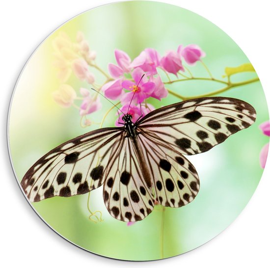PVC Schuimplaat Muurcirkel - Vlinder met Doorzichtige Vleugels op Tak Vol Roze Bloemen - 40x40 cm Foto op Muurcirkel (met ophangsysteem)