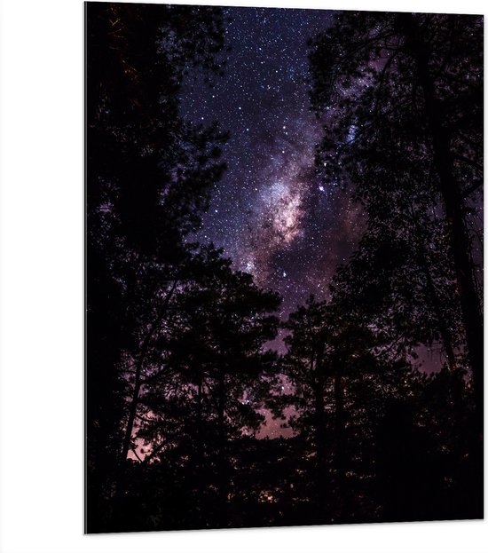 Dibond - Heldere Galaxy Hemel tussen de Boomtoppen van het Bos - 75x100 cm Foto op Aluminium (Met Ophangsysteem)