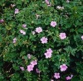 3 stuks | Geranium endressii 'Wargrave Pink' P9 cm