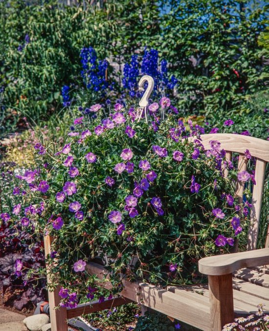 Plantes de jardin - Un ensemble 1 - Geranium Rozanne - (2L) | bol