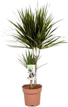 Bol.com Plant in a Box -Dracaena Marginata - Dracaena drakenbloedboom - Pot 17cm - Hoogte 70-80cm aanbieding