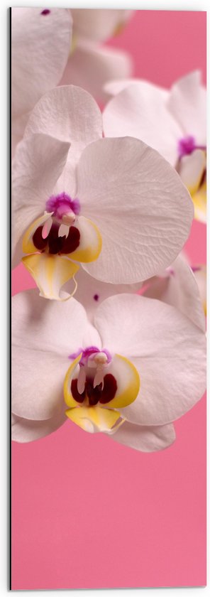 Dibond - Witte Orchideeën op Roze Achtergrond - 30x90 cm Foto op Aluminium (Met Ophangsysteem)