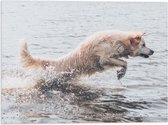 Vlag - Witte Hond rennend door het Zeewater - 40x30 cm Foto op Polyester Vlag