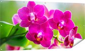 Gards Tuinposter Roze Orchidee Bloemen - 160x80 cm - Tuindoek - Tuindecoratie - Wanddecoratie buiten - Tuinschilderij