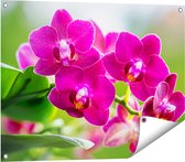 Gards Tuinposter Roze Orchidee Bloemen - 80x60 cm - Tuindoek - Tuindecoratie - Wanddecoratie buiten - Tuinschilderij