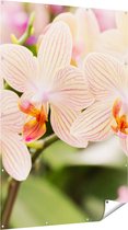 Gards Tuinposter Gestreepte Witte Orchidee Bloemen - 120x180 cm - Tuindoek - Tuindecoratie - Wanddecoratie buiten - Tuinschilderij