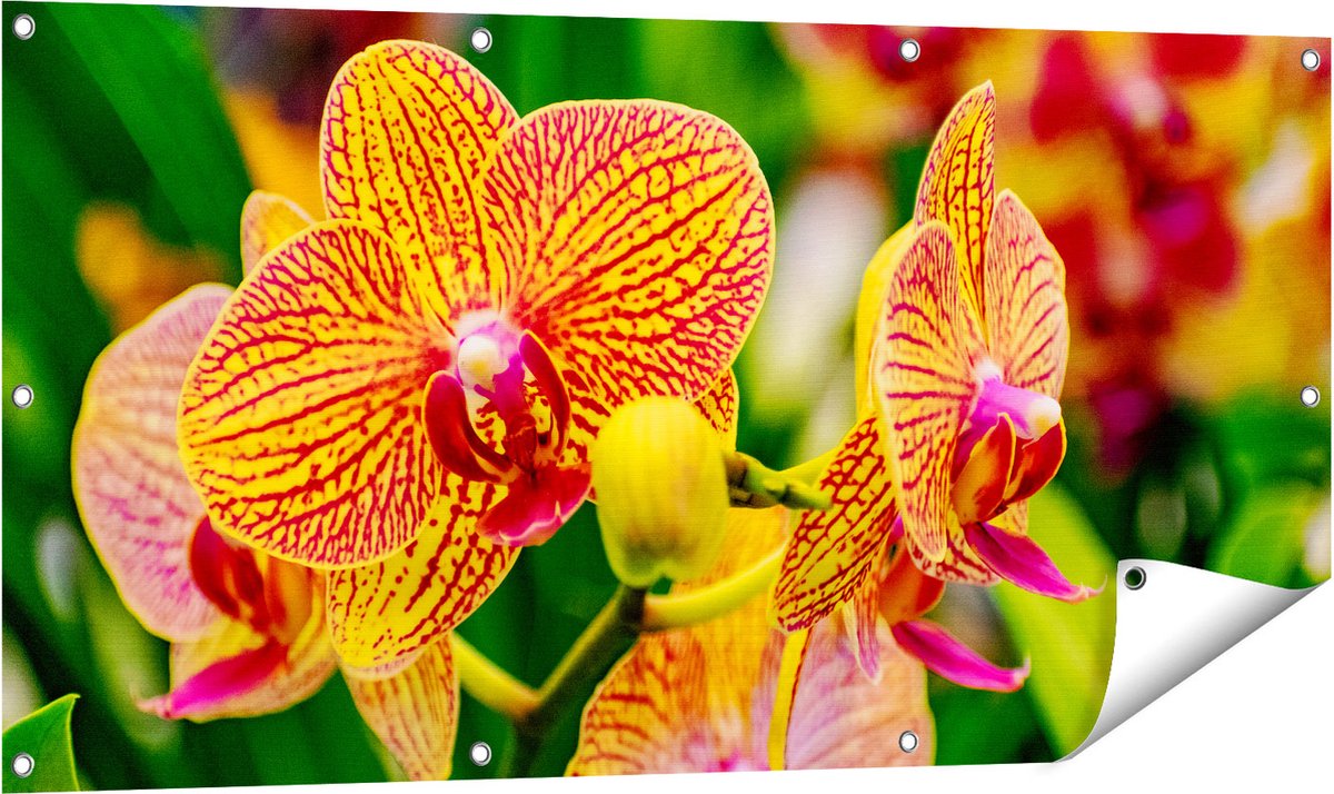 Gards Tuinposter Geel Rode Orchidee Bloemen - 120x60 cm - Tuindoek - Tuindecoratie - Wanddecoratie buiten - Tuinschilderij Multikleur