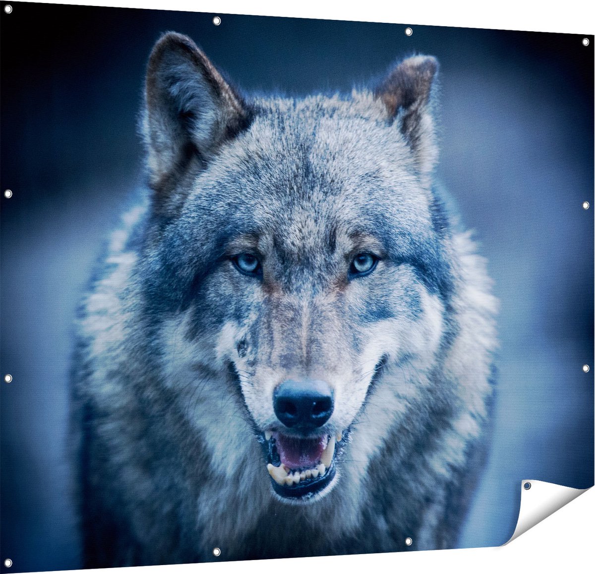 Gards Tuinposter Wolvenkop met Blauwe Ogen - Wolf - 150x120 cm - Tuindoek - Tuindecoratie - Wanddecoratie buiten - Tuinschilderij Multikleur