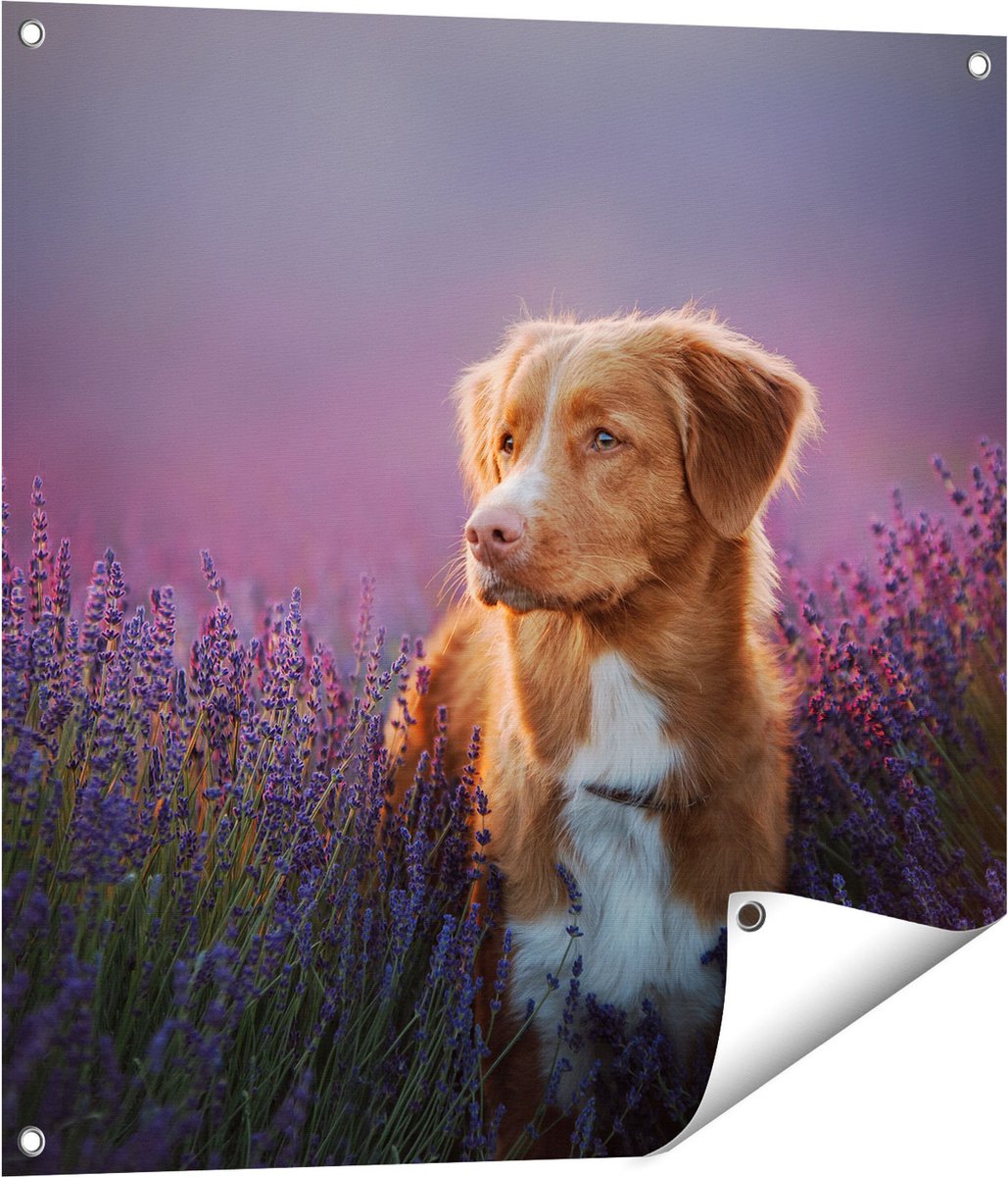 Gards Tuinposter Retriever Hond tussen de Lavendel Bloemen - 70x70 cm - Tuindoek - Tuindecoratie - Wanddecoratie buiten - Tuinschilderij Multikleur