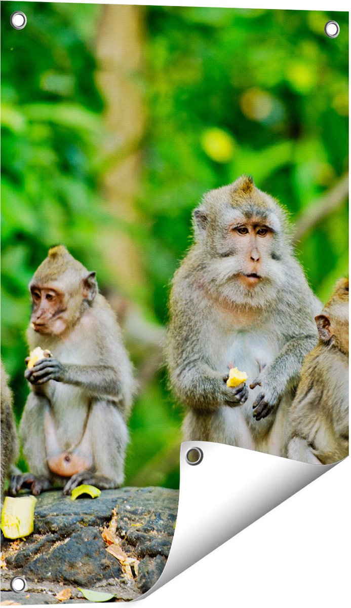 Gards Tuinposter Groep Apen Eten Bananen in het Bos - 40x60 cm - Tuindoek - Tuindecoratie - Wanddecoratie buiten - Tuinschilderij Multikleur