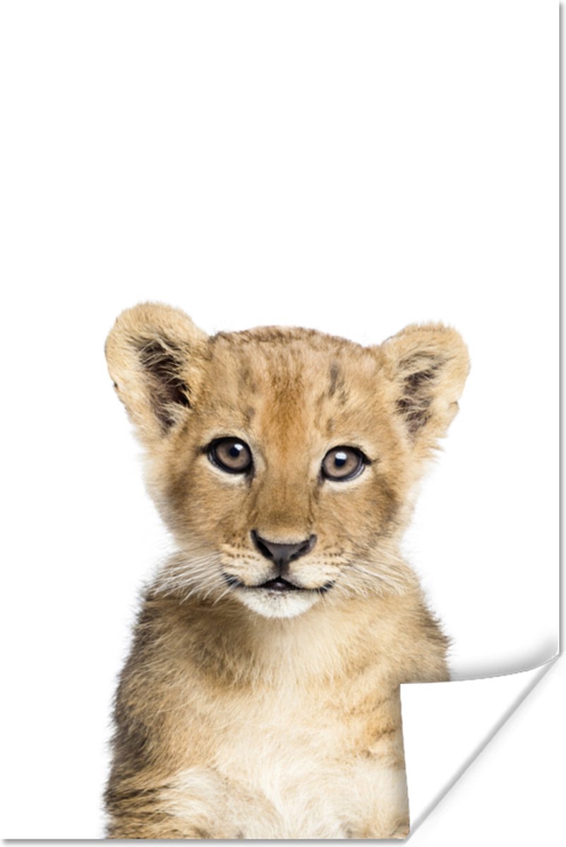 Poster Leeuw - Dieren - Natuur - Wit - 20x30 cm