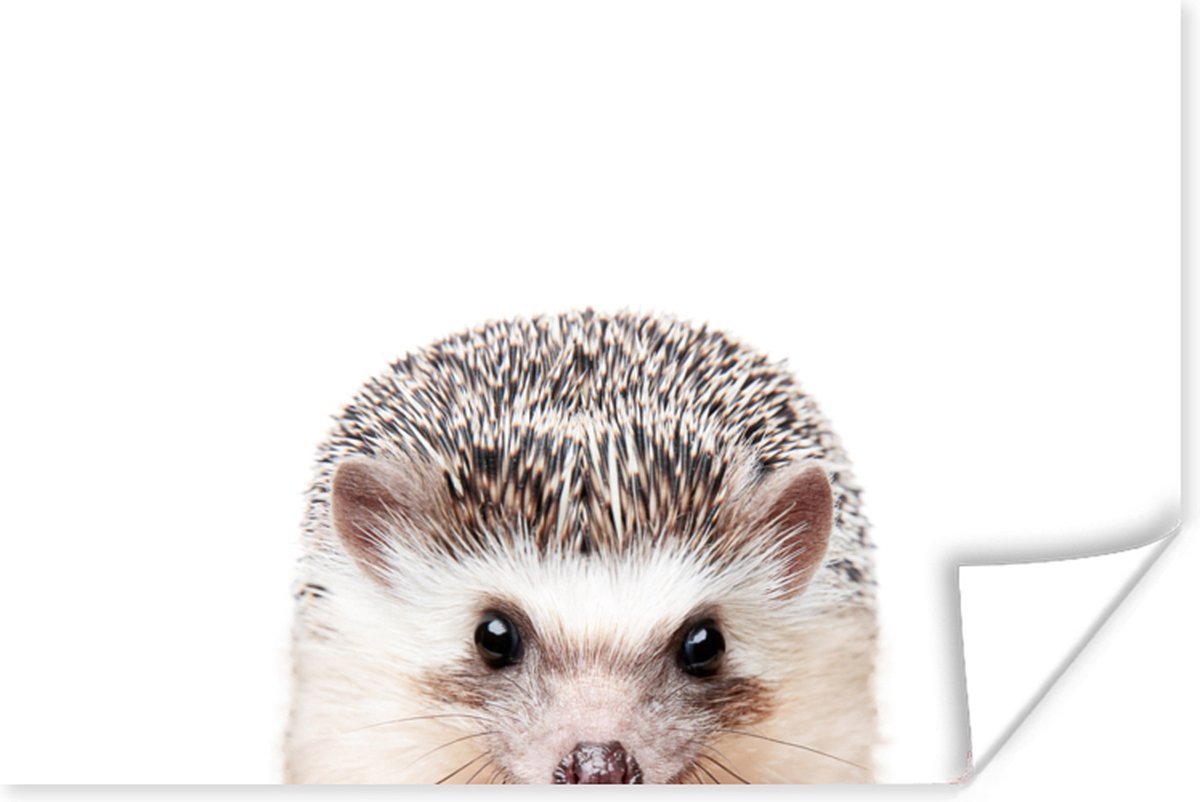 Poster Egel - Dieren - Natuur - Wit - 120x80 cm