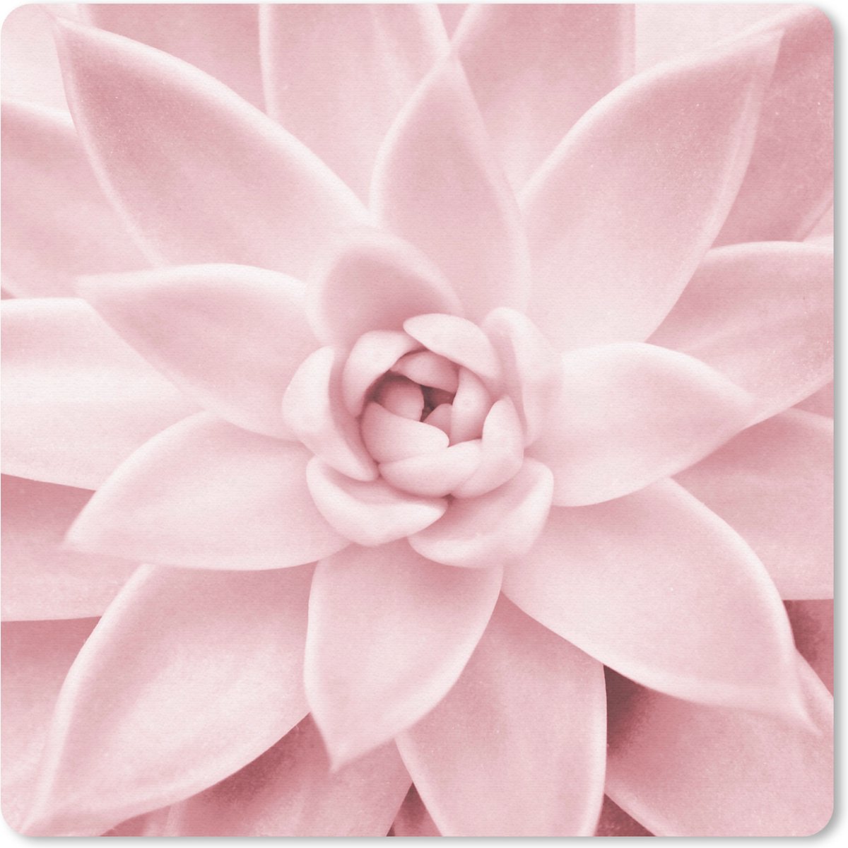 Muismat 20x20 cm - Mousepad Bloem - Roze - Natuur - Plant - Muismatten