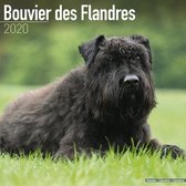 Bouvier Kalender 2020 (euro)