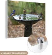 MuchoWow® Glasschilderij 80x60 cm - Schilderij acrylglas - Vogelbad - Vogel - Water - Foto op glas - Schilderijen