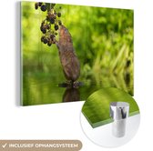 MuchoWow® Glasschilderij 60x40 cm - Schilderij acrylglas - Woelmuis eet bramen - Foto op glas - Schilderijen