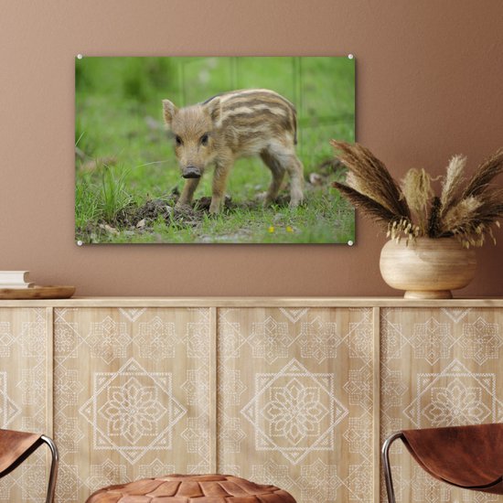 MuchoWow® Peinture sur verre - Sanglier dans l'herbe - 60x40 cm - Peintures sur verre acrylique - Photo sur Glas