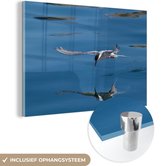 Sterne arctique vole au-dessus de l'eau Plexiglas 60x40 cm - Tirage photo sur Glas (décoration murale en plexiglas)
