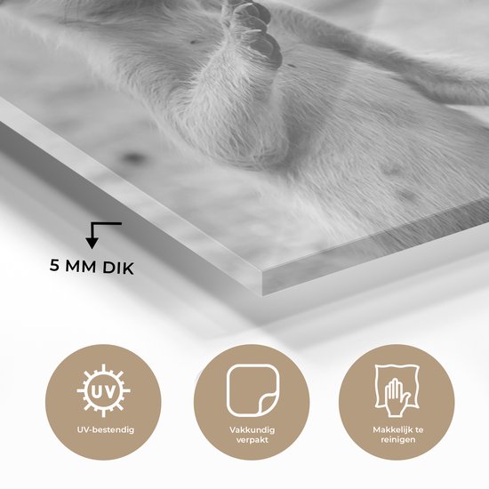 MuchoWow® Peinture sur verre 120x80 cm - Peinture acrylique sur verre - Deux suricates - noir et blanc - Photo sur verre - Peintures