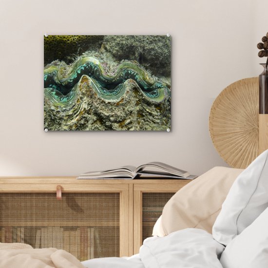 Gros plan d'une palourde de police colorée à Whitsunday Islands Plexiglass 40x30 cm - petit - Tirage photo sur Glas (décoration murale en plexiglas)