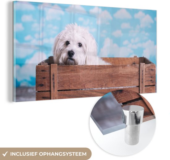 MuchoWow® Glasschilderij 80x40 cm - Schilderij acrylglas - Maltezer hond in een houten doos - Foto op glas - Schilderijen