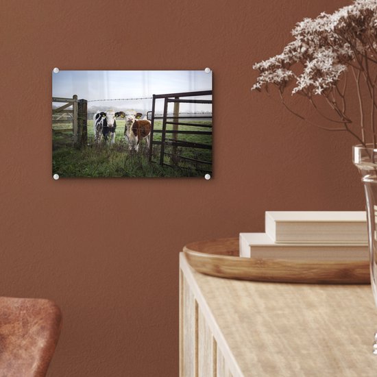 Deux jeunes vaches frisonnes derrière une clôture en fil de fer barbelé Plexiglas 30x20 cm - petit - Tirage photo sur verre (décoration murale en plexiglas)