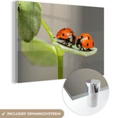 MuchoWow® Glasschilderij 30x20 cm - Schilderij acrylglas - Twee lieveheersbeestjes op blad - Foto op glas - Schilderijen