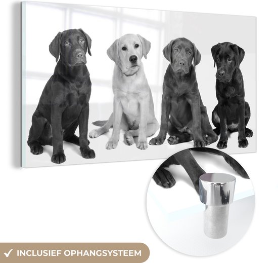 MuchoWow® Glasschilderij - 4 verschillende kleuren Labrador Retriever pups - zwart wit - 40x20 cm - Acrylglas Schilderijen - Foto op Glas
