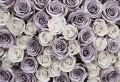 Fotobehang Roses Flowers Purple White | XXL - 312cm x 219cm | 130g/m2 Vlies