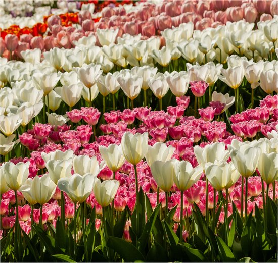 Inductieplaat Beschermer - Bloeiend Bloemenveld van Verschillende Kleuren Bloemen in de Lente - 58x55 cm - 2 mm Dik - Inductie Beschermer - Bescherming Inductiekookplaat - Kookplaat Beschermer van Wit Vinyl