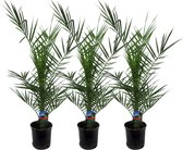 Trendyplants - 3x Phoenix Canariensis - Dadelpalm - Winterhard - Tuinplant - Hoogte 70-90 cm - Potmaat Ø15cm