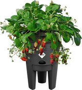 Elho Green Basics Strawberry Pot 22cm - Pot pour Cultiver des Fraisiers - Réservoir d'Eau Inclus - 100% Plastique Recyclé - Noir