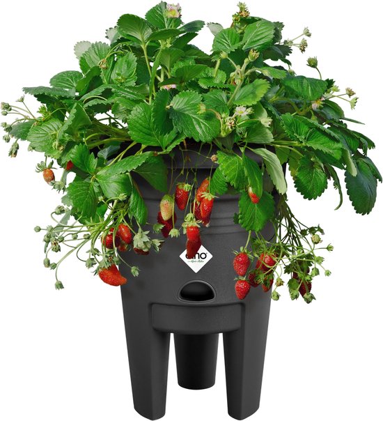 Elho green basics aardbeien pot - plantenpot voor moestuinieren - Aardbeien Kweken en Oogsten - 33cm - Living Black