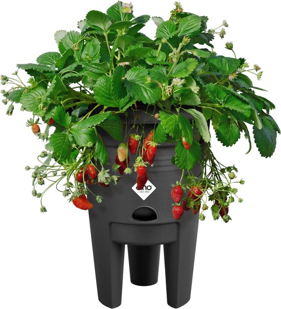 Elho green basics aardbeien pot - plantenpot voor moestuinieren - Aardbeien Kweken en Oogsten - 33cm - Living black