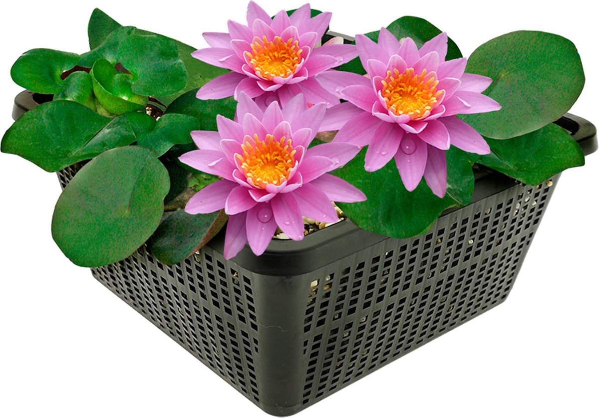 vdvelde.com - Roze waterlelie voor vijver - Compleetset met plantmand, substraat en meststof - Winterharde meerjarige waterplant - Plantklaar - Rijke bloei