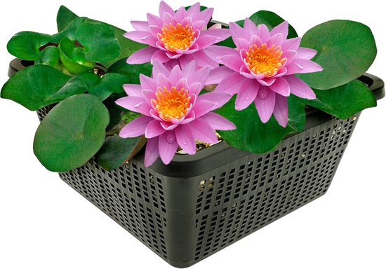 vdvelde.com - Roze Waterlelie - Nymphaea Pink Opal - Grote waterlelie - Volgroeide hoogte: 10 cm - Plaatsing: -10 tot -100 cm